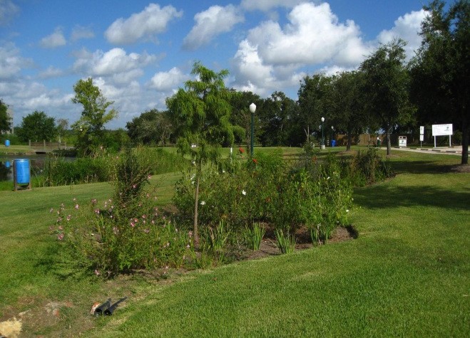 League City Rain Garden 2