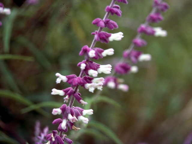 Mexican bush sage_closeup