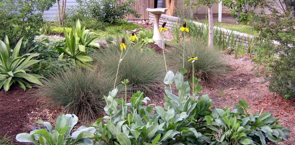 WS rain garden (2)