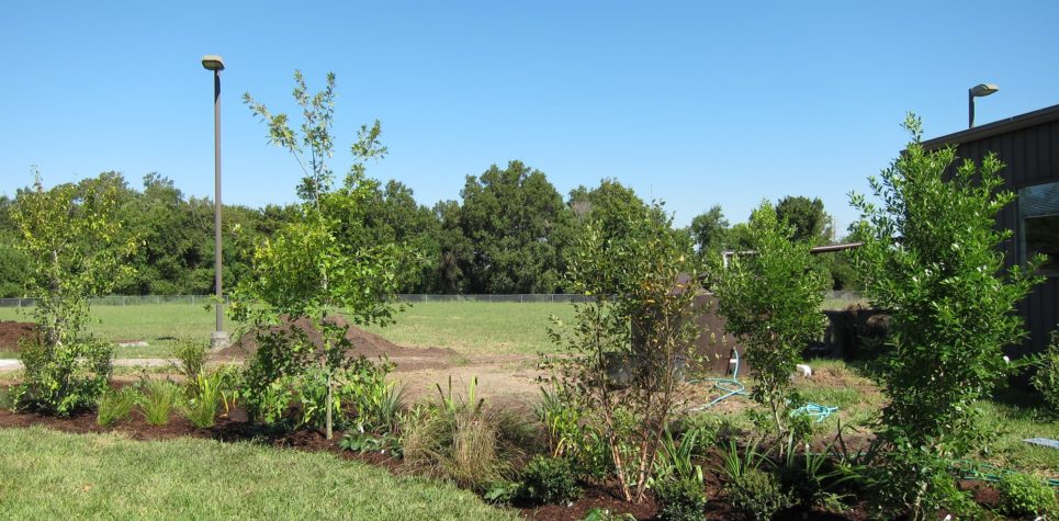 U of H rain garden